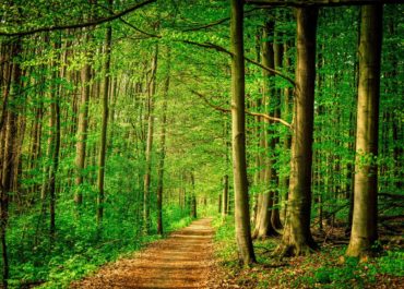 cool-news-une-future-foret-pour-le-grand-paris-isrock-com-nikada-209-1520238860